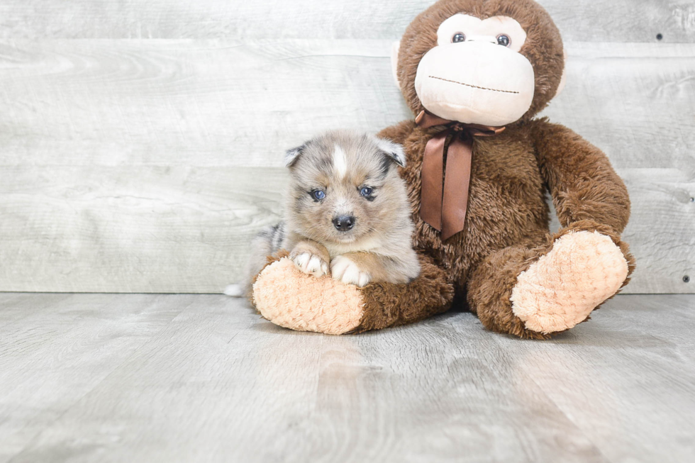 Smart Pomsky Designer Pup