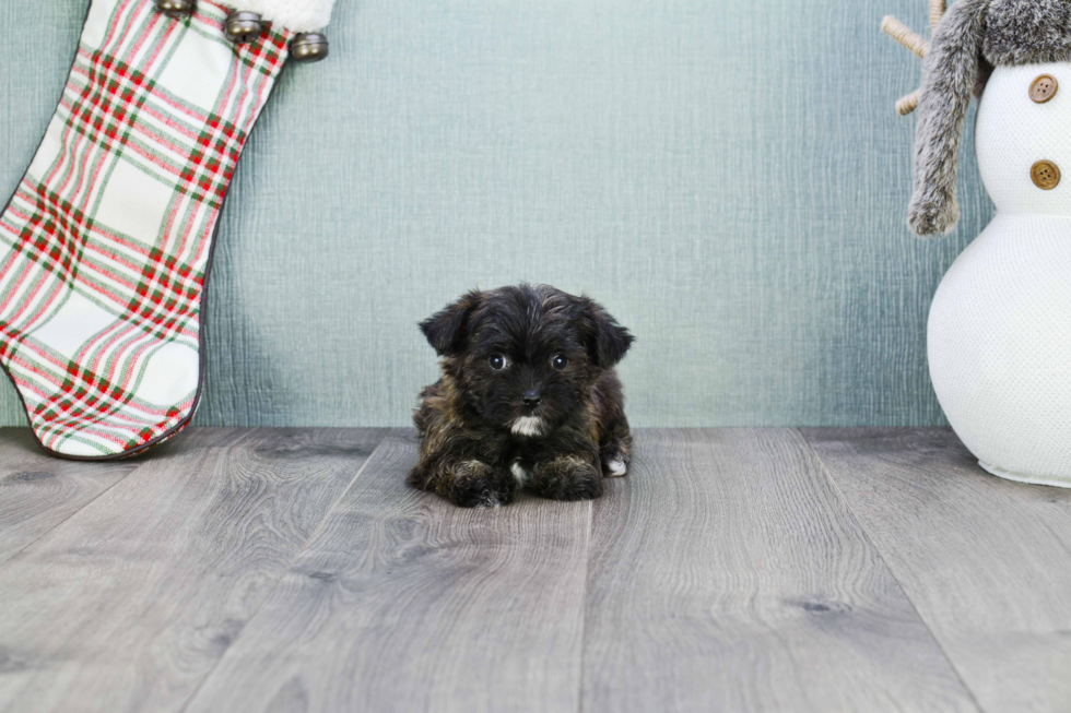 Morkie Pup Being Cute