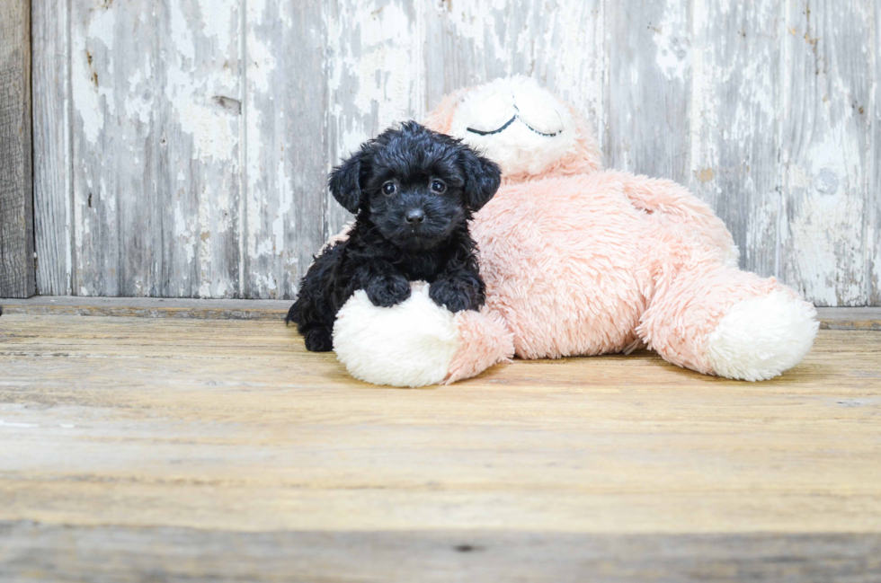 Cute Yorkie Poo Baby