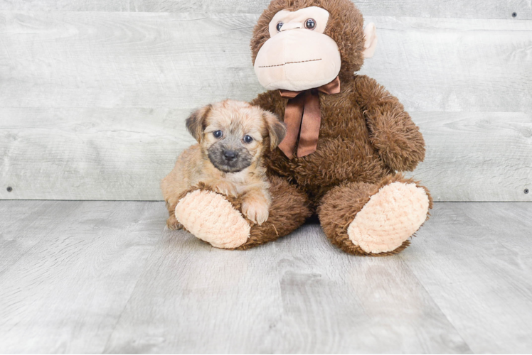Energetic Yorkie Designer Puppy