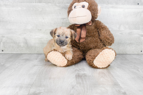 Energetic Yorkie Designer Puppy