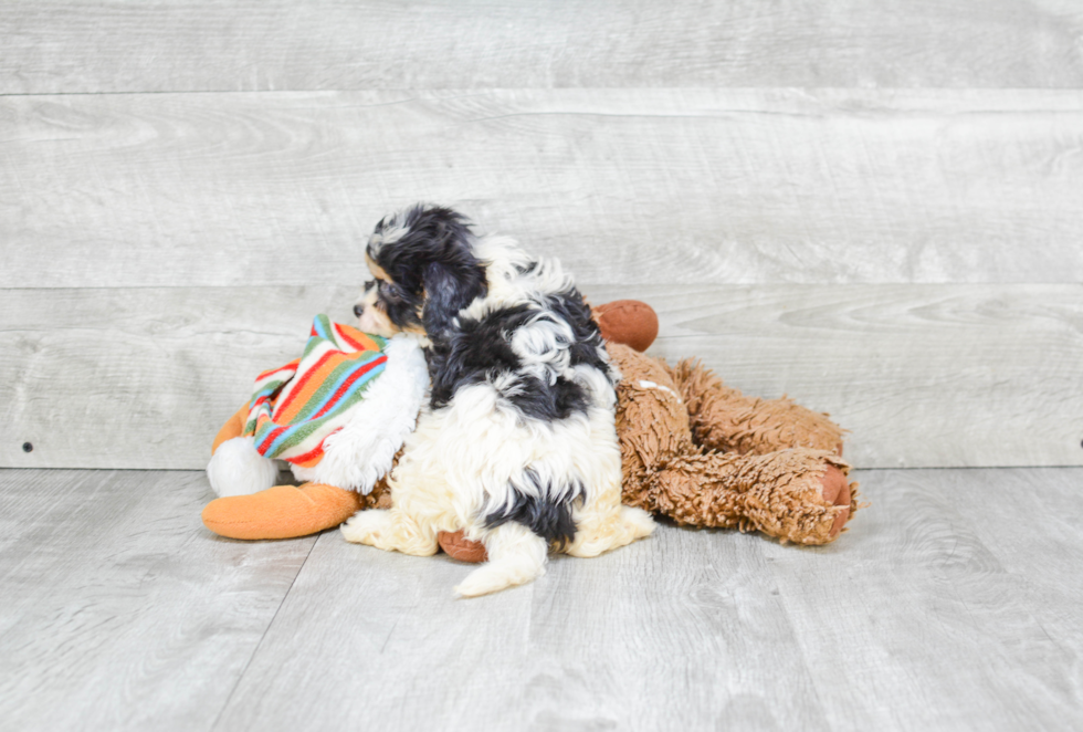 Happy Cavachon Baby