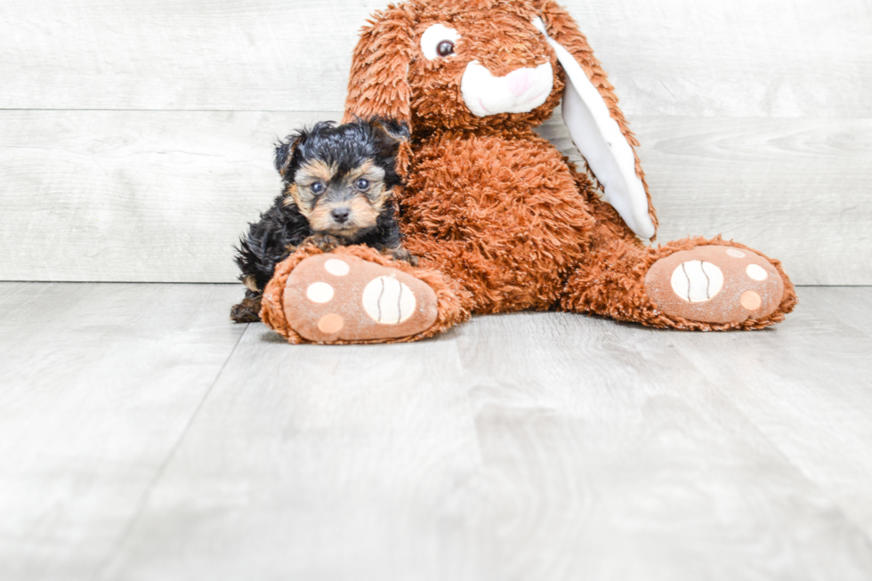 Small Yorkie Poo Baby