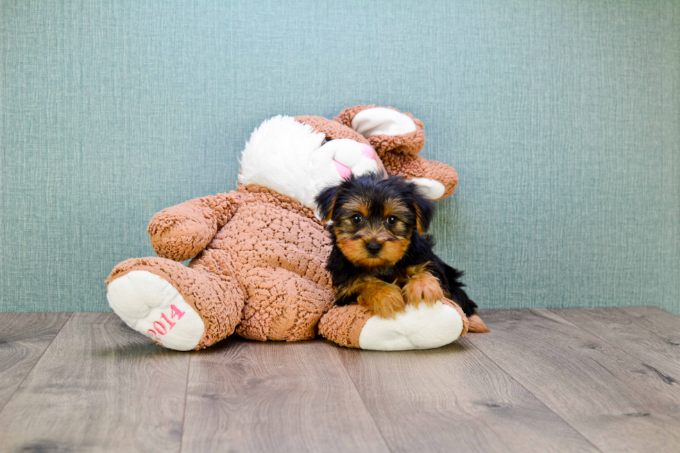 Meet Steph - our Yorkshire Terrier Puppy Photo 