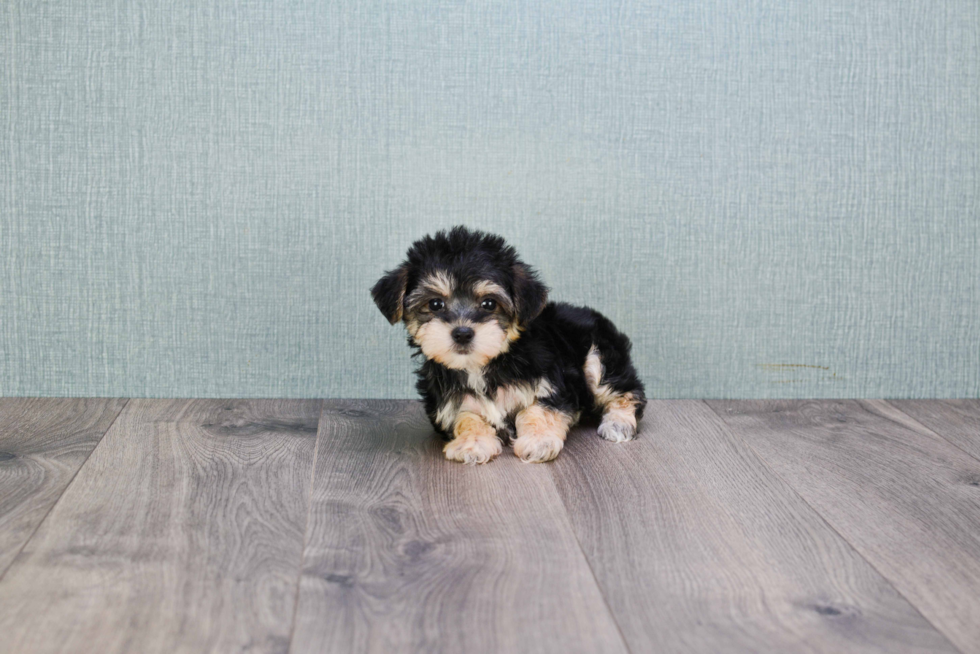 Morkie Puppy for Adoption