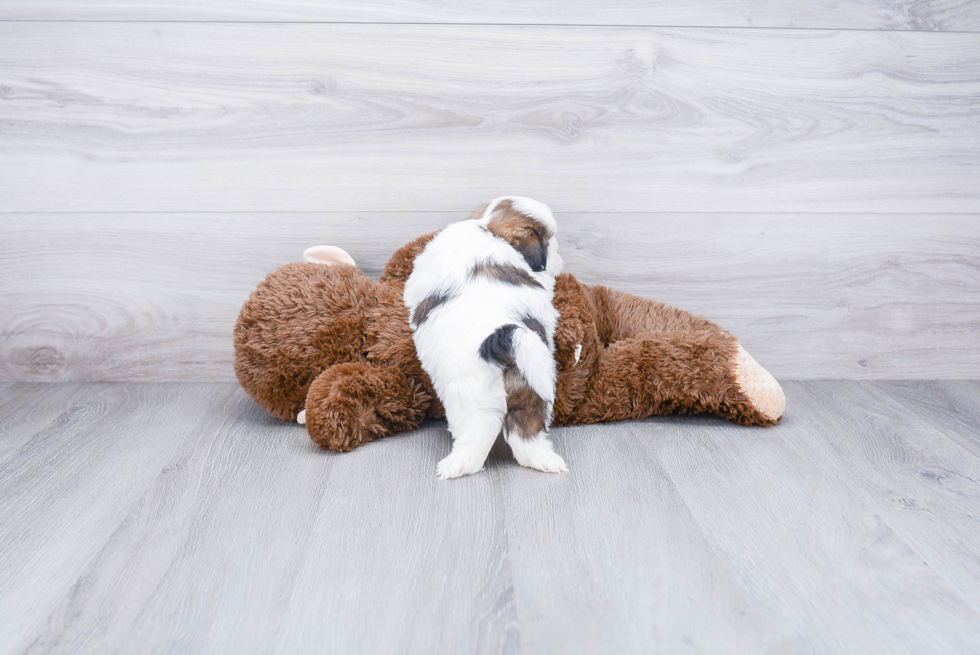 Friendly Teddy Bear Baby