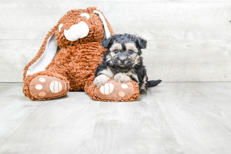 Hypoallergenic Yorkie Designer Puppy