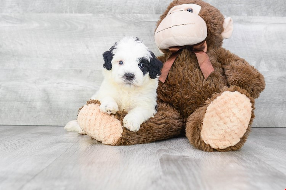 Mini Bernedoodle Pup Being Cute