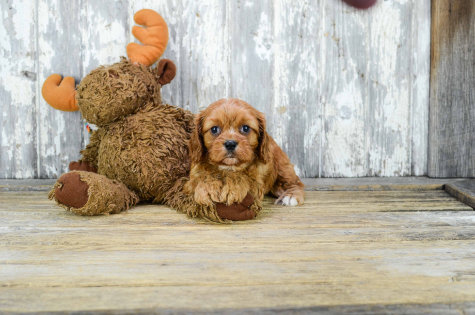 Small Cavachon Baby