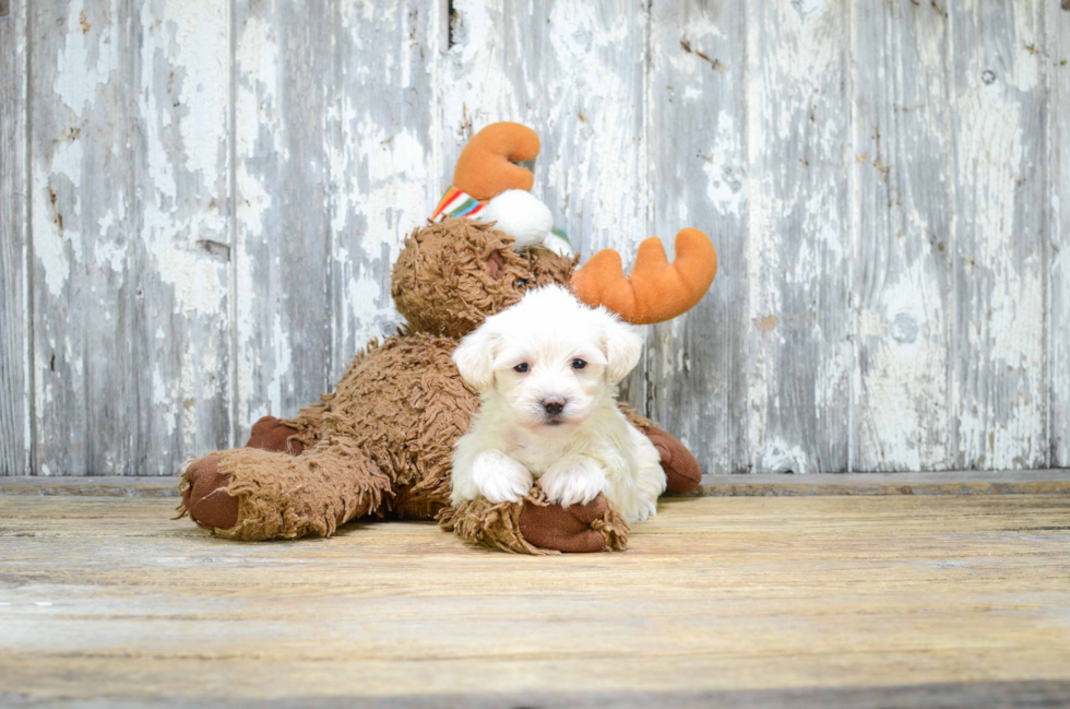 Fluffy Maltipoo Poodle Mix Pup
