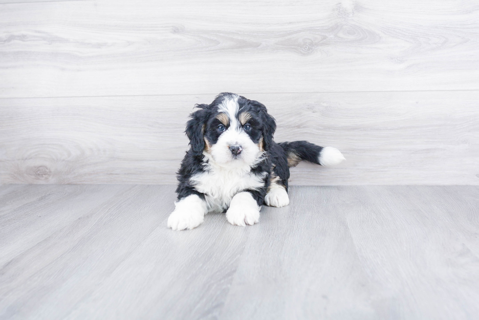 Best Mini Bernedoodle Baby