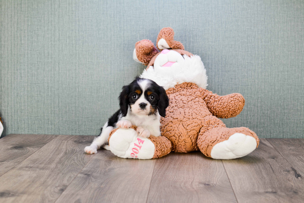 Hypoallergenic Cavalier King Charles Spaniel Purebred Pup