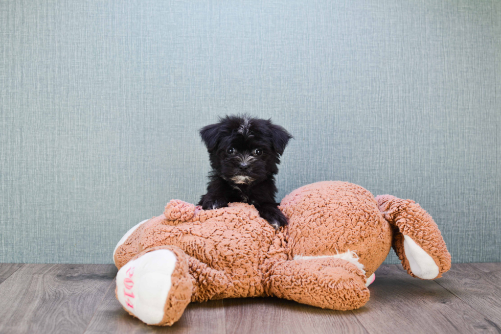 Happy Morkie Baby