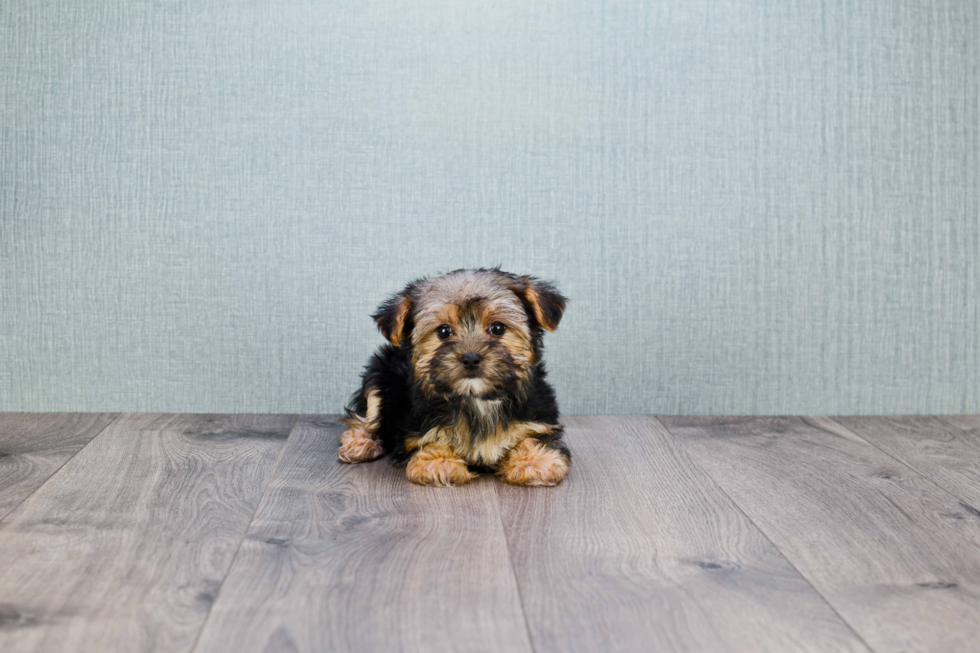 Morkie Pup Being Cute