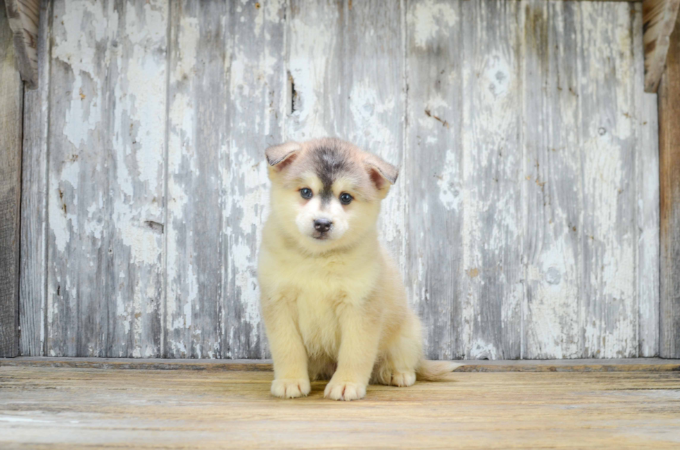 Pomsky Pup Being Cute