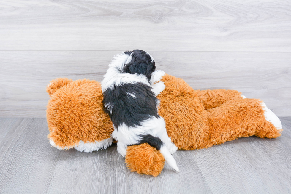 Best Teddy Bear Baby