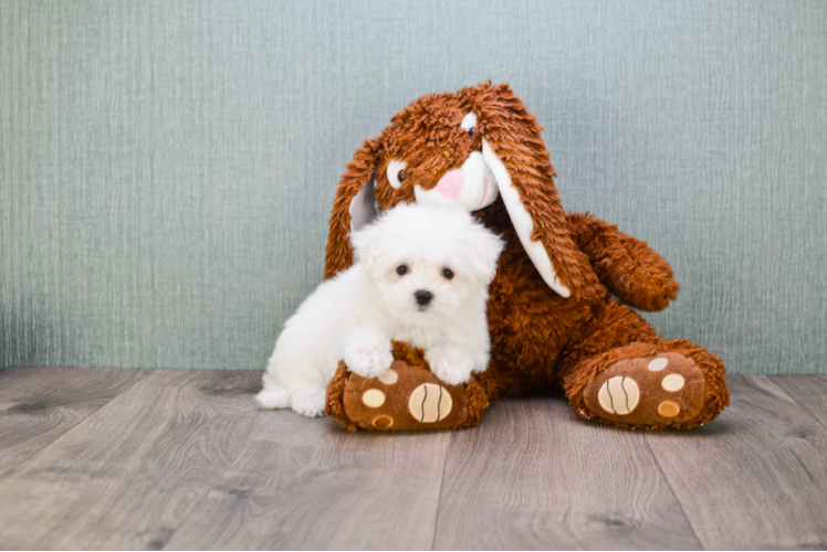 Sweet Maltese Purebred Puppy