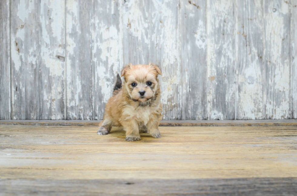 Energetic Yorkie Designer Puppy