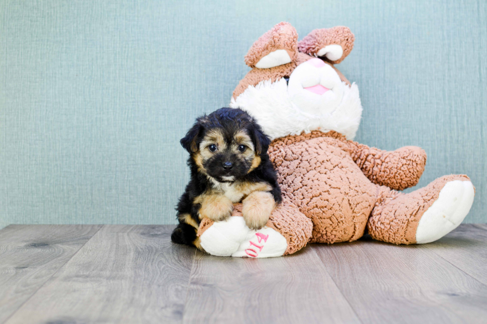 Morkie Pup Being Cute