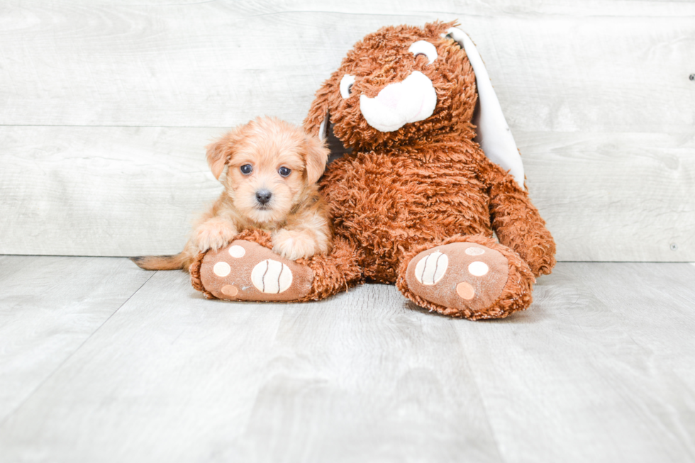 Happy Morkie Baby
