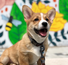 Welsh Corgi Puppies For Sale - Premier Pups