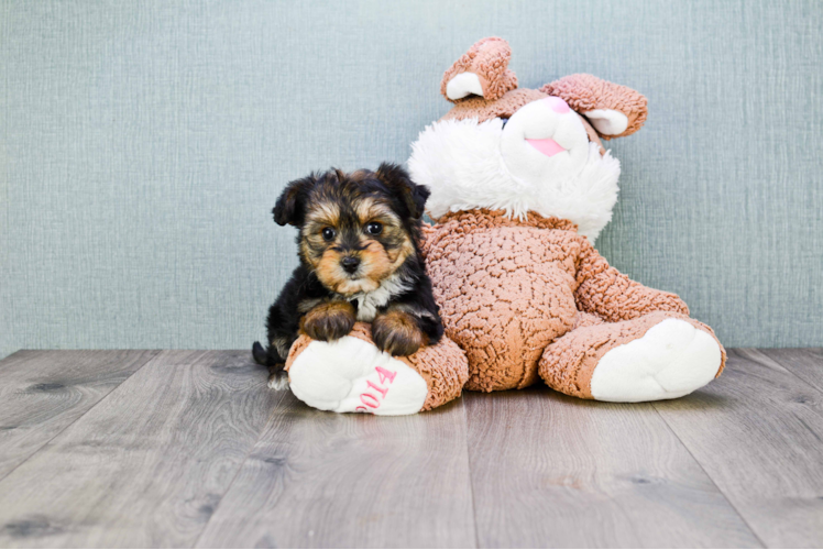 Funny Morkie Designer Pup