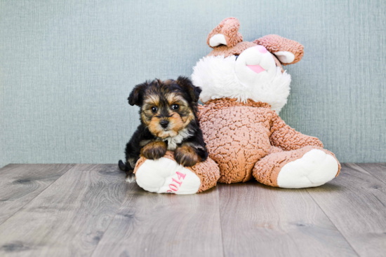 Funny Morkie Designer Pup
