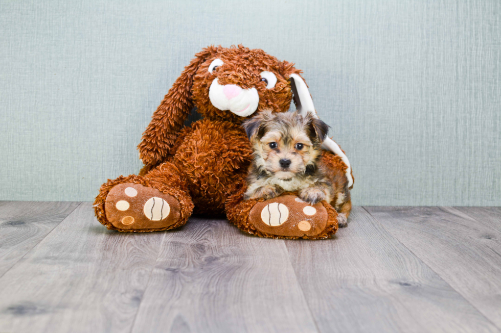 Playful Yorkie Designer Puppy