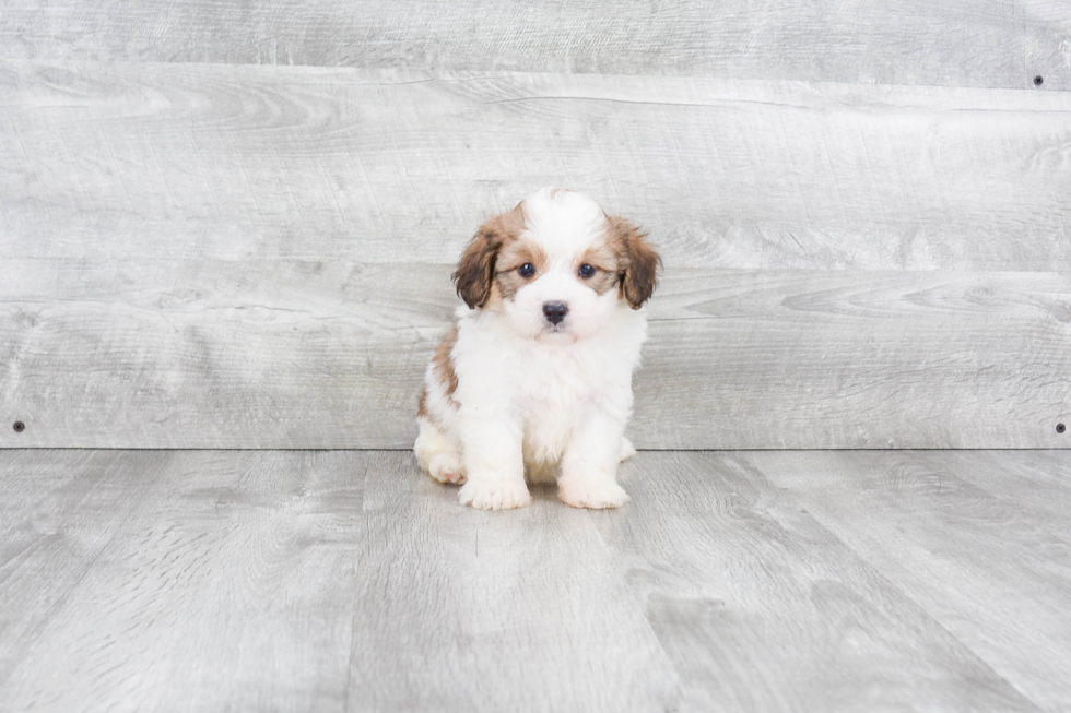 Playful Mini Berniedoodle Poodle Mix Puppy