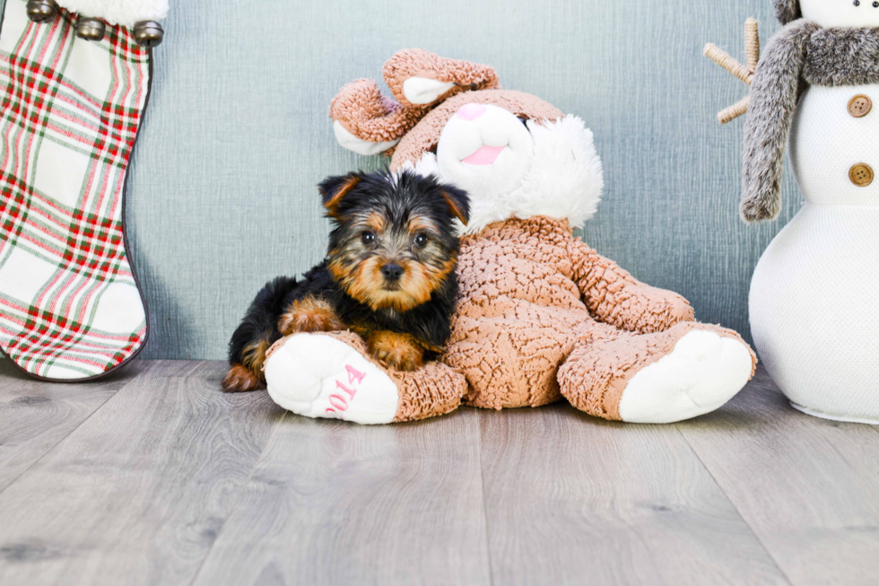 Meet Lisa - our Yorkshire Terrier Puppy Photo 