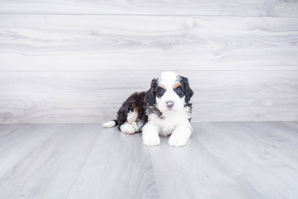 Mini Bernedoodle Pup Being Cute