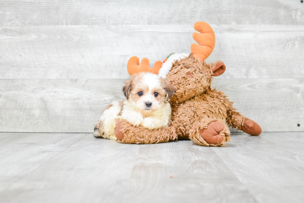 Morkie Pup Being Cute