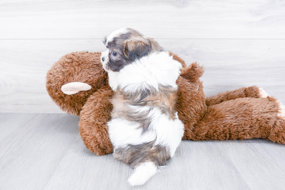 Teddy Bear Pup Being Cute