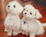 Puppy For Sale Premier Pups Puppy For Sale Premier Pups