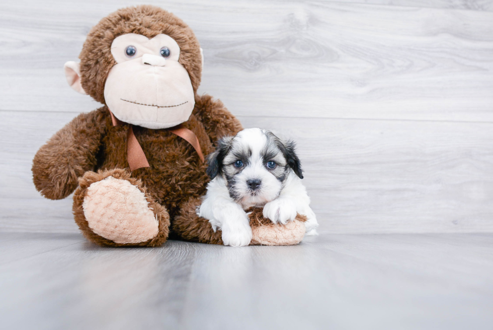 Happy Teddy Bear Baby