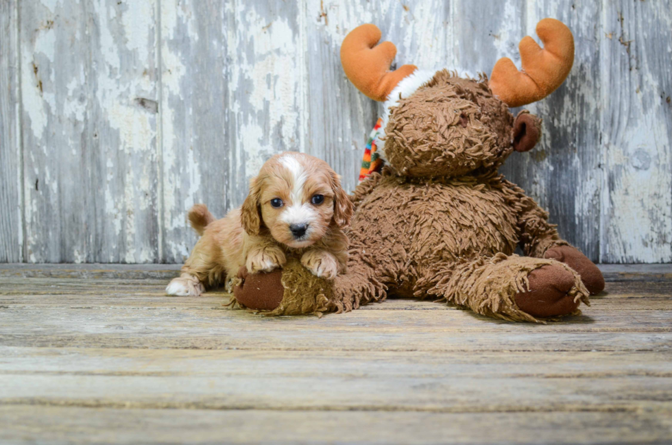 Cavapoo Pup Being Cute