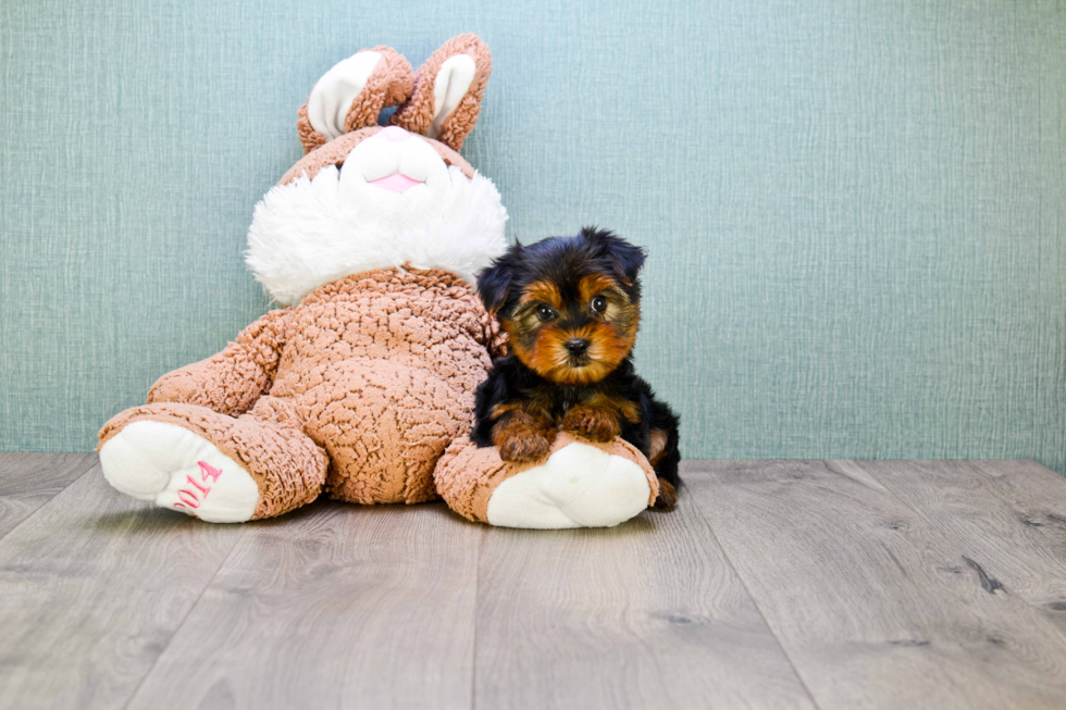 Meet Bella - our Yorkshire Terrier Puppy Photo 