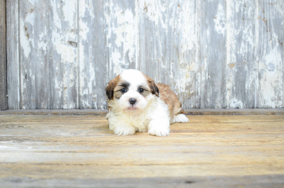 Teddy Bear Pup Being Cute