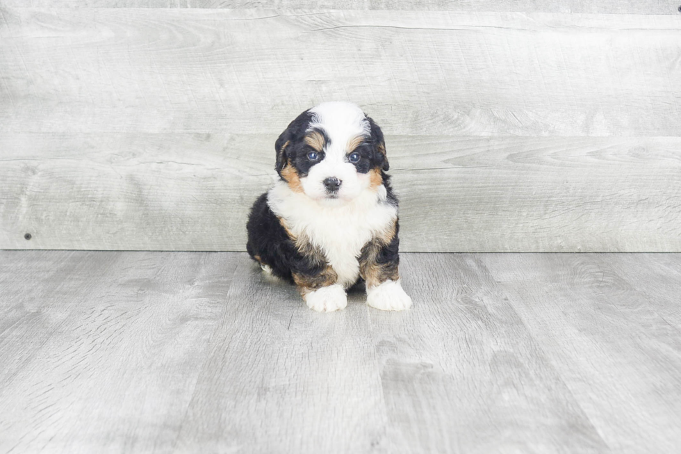 Mini Bernedoodle Pup Being Cute