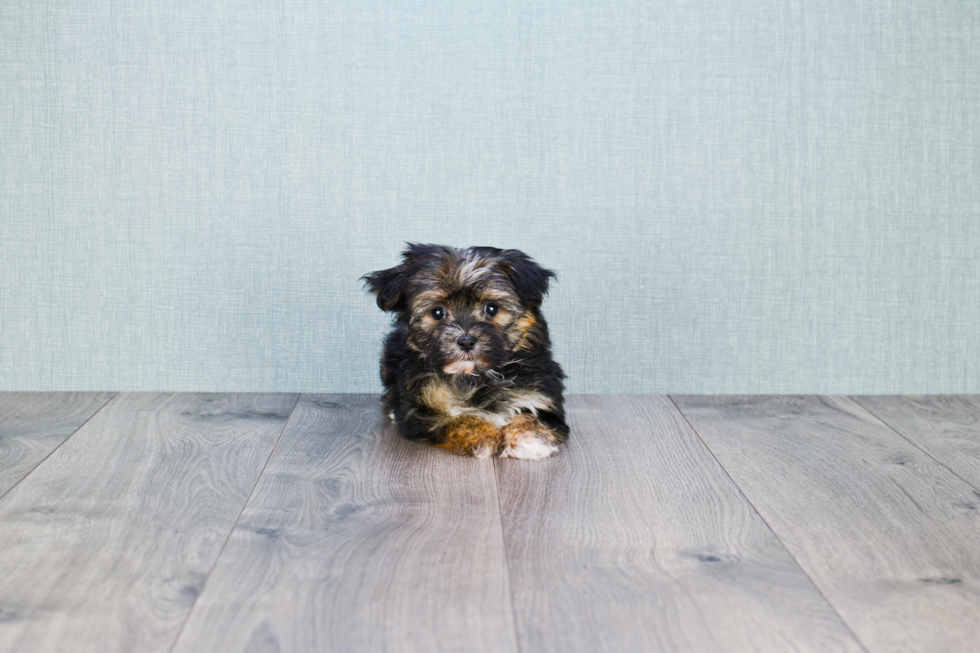 Morkie Pup Being Cute