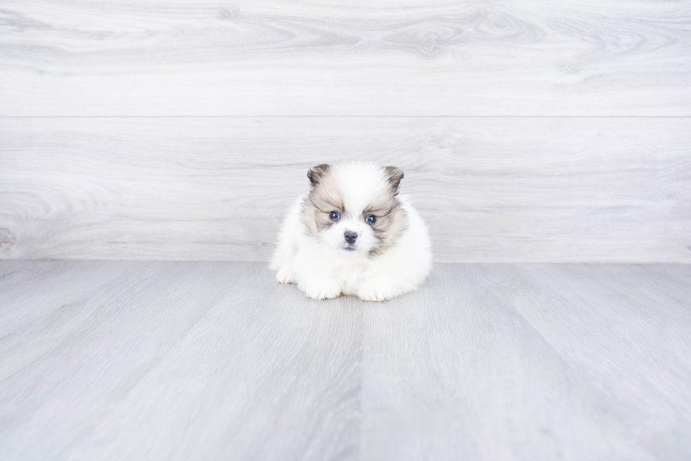 Pomeranian Pup Being Cute