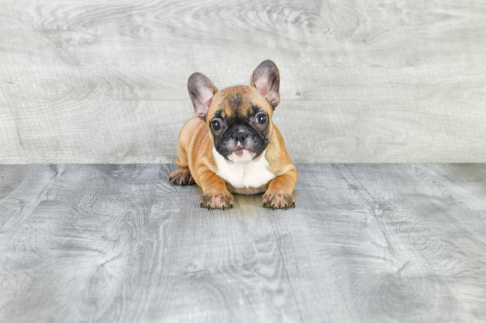 Energetic Frenchie Purebred Puppy