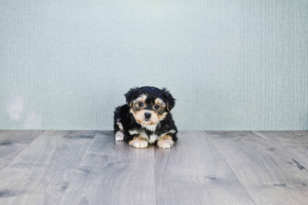 Energetic Yorkie Designer Puppy