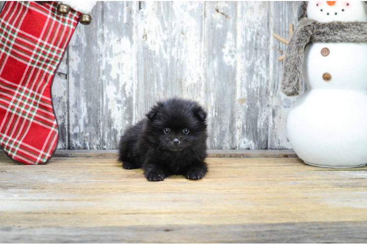 Small Pomeranian Baby