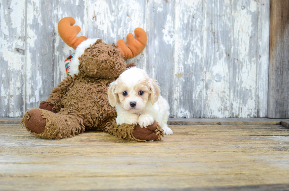 Cavachon Pup Being Cute