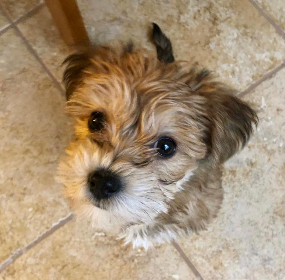 Energetic Morkie Pup