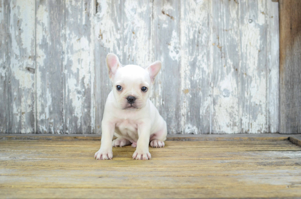 French Bulldog Puppy for Adoption
