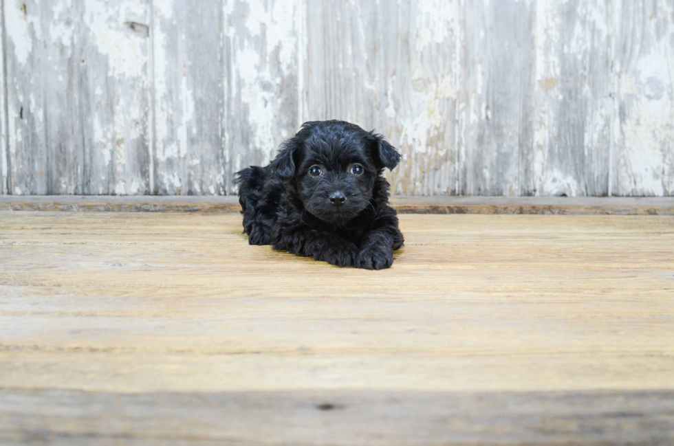 Small Yorkie Poo Baby