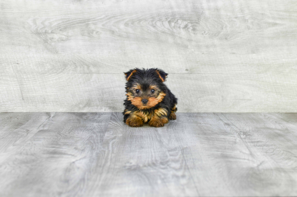 Meet Timmy - our Yorkshire Terrier Puppy Photo 