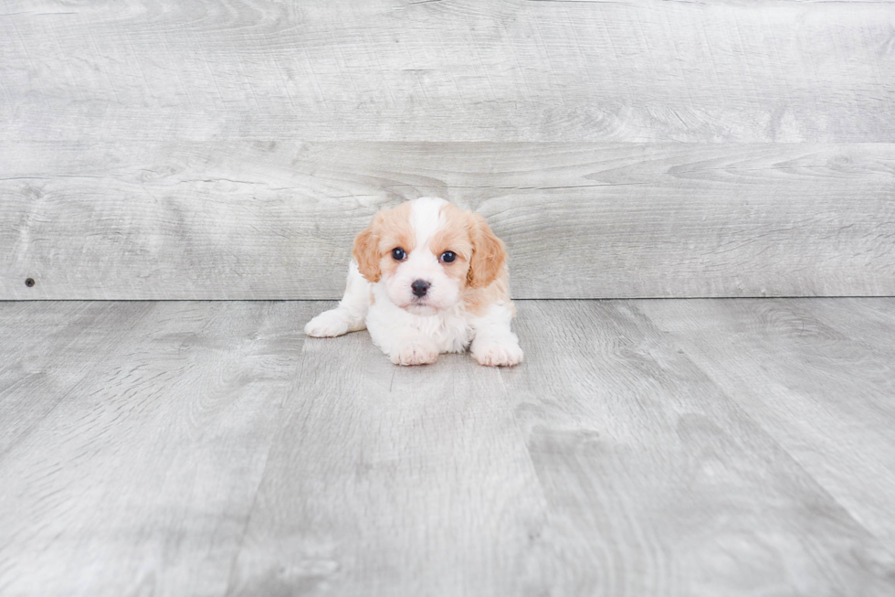 Playful Cavalier Designer Puppy